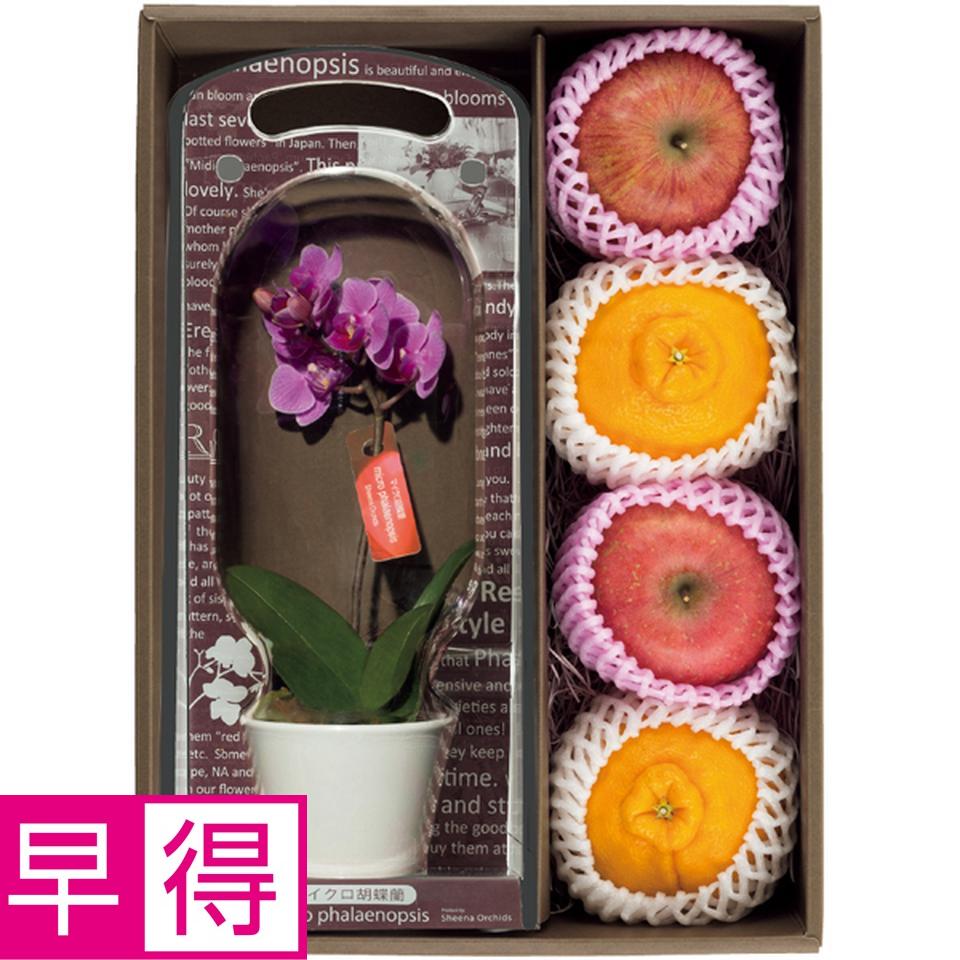 【母の日早得】マイクロ胡蝶蘭と熊本県産デコポンセットと青森県産ふじセット 商品サムネイル