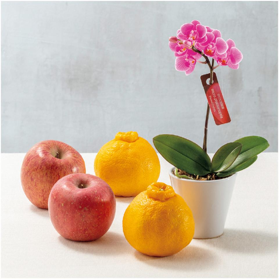 【母の日早得】マイクロ胡蝶蘭と熊本県産デコポンセットと青森県産ふじセット 商品画像(1)