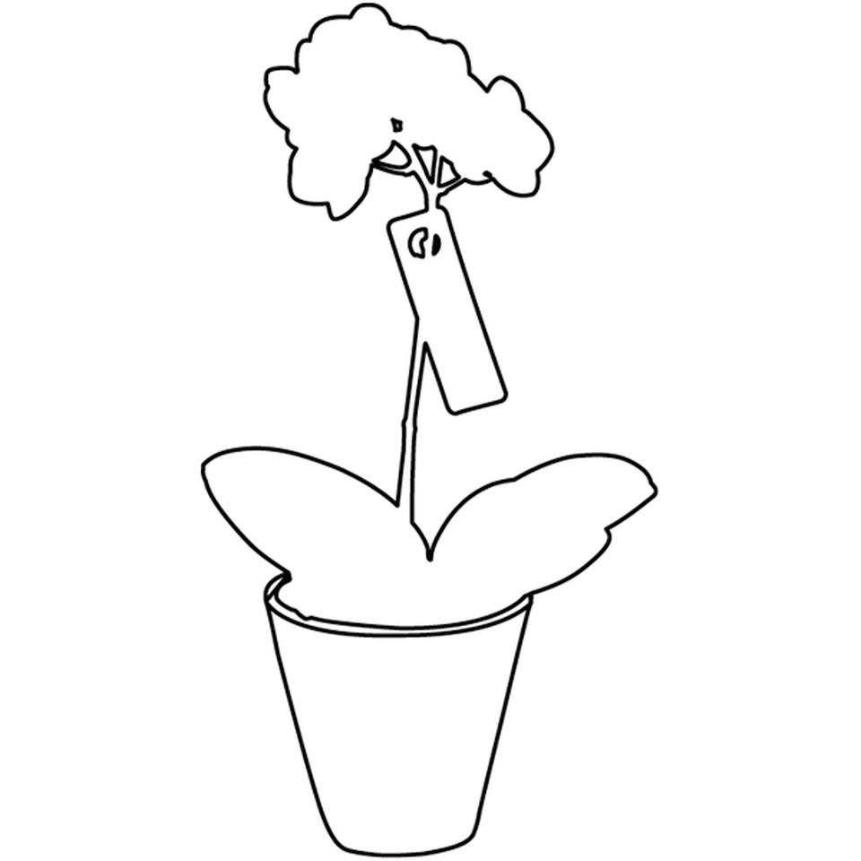 【母の日早得】マイクロ胡蝶蘭と熊本県産デコポンセットと青森県産ふじセット 商品画像(2)