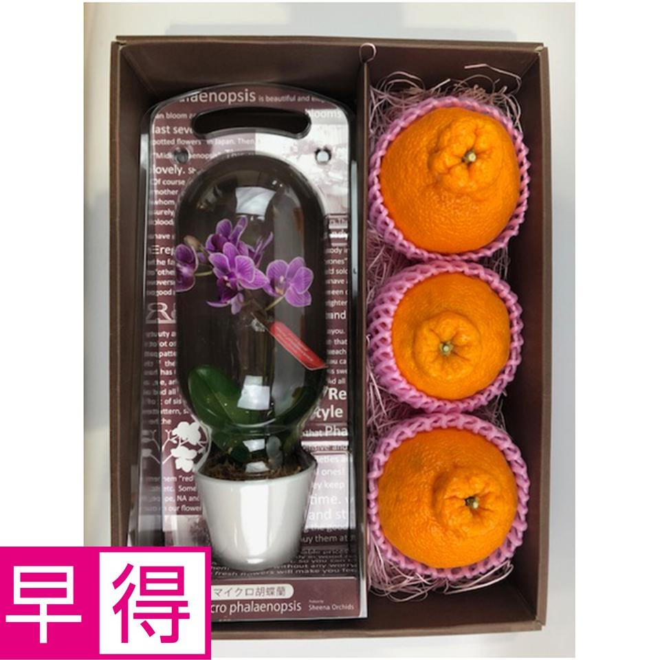 【母の日早得】マイクロ胡蝶蘭と熊本県産デコポンセット 商品サムネイル