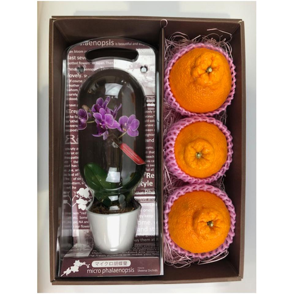 【母の日早得】マイクロ胡蝶蘭と熊本県産デコポンセット 商品サムネイル