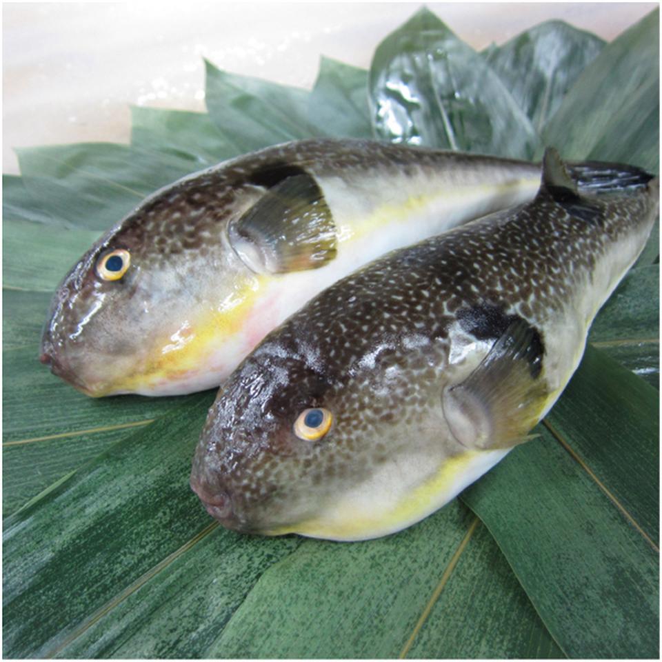 【母の日早得】ふく太郎本部山口県萩産活〆まふぐ炙りカーネーション盛り 商品画像(2)