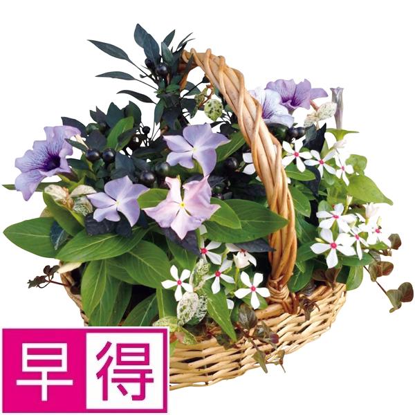 【夏ギフト早得】花の海　夏の寄せ植え「サマーバスケット」（ＳＵＳＴＥＥ付） 商品サムネイル