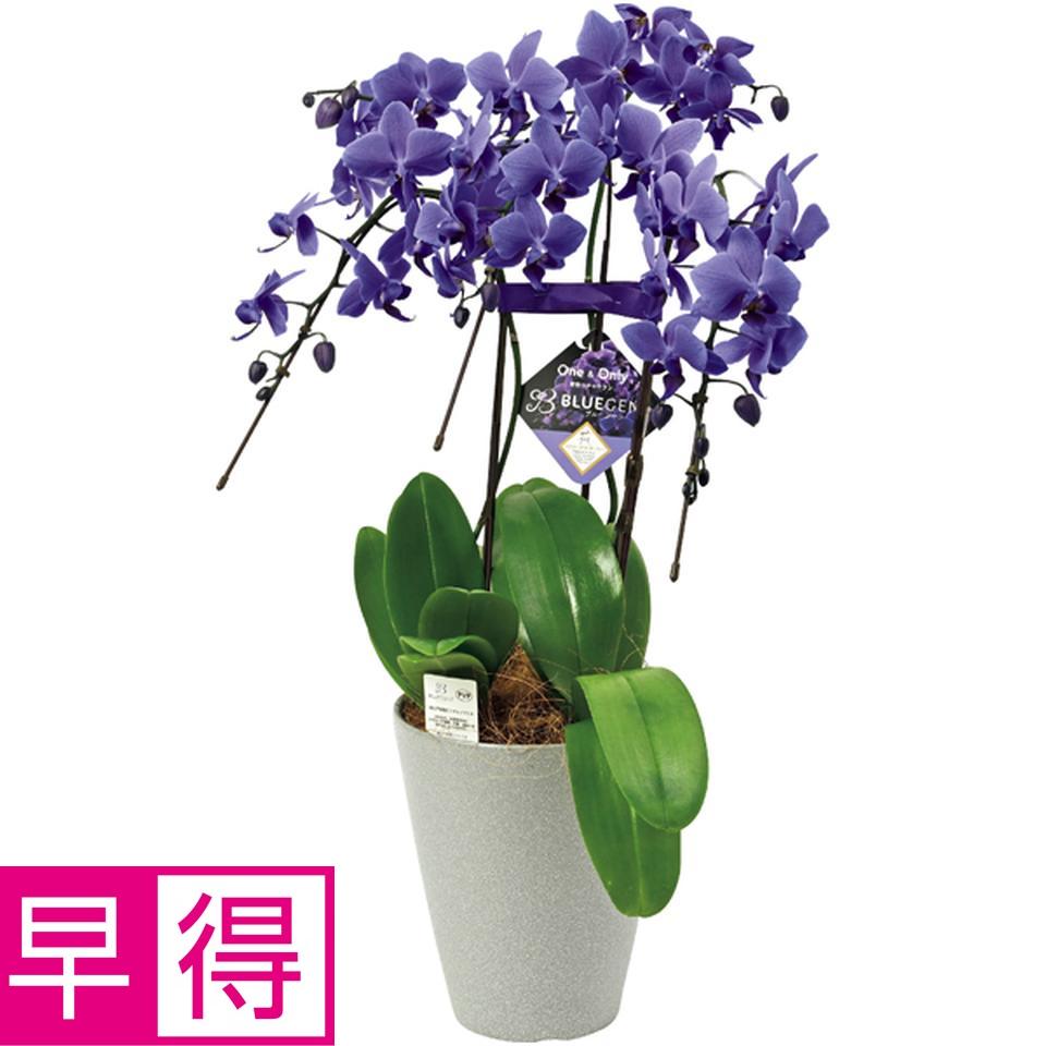 【冬の贈りもの早得】石原産業 胡蝶蘭「ＢＬＵＥ　ＧＥＮＥ（ブルージーン）」（ＳＵＳＴＥＥ付）３本立 商品サムネイル