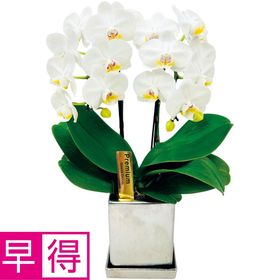 【夏の贈りもの早得】椎名洋ラン園 胡蝶蘭「エレガンスホワイト」２Ｆ（ＳＵＳＴＥＥ付） 商品サムネイル