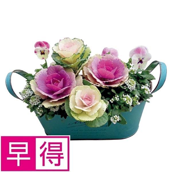 【冬ギフト早得】花の海　冬の寄せ植え「ＬｏｖｅｌｙＤａｙ」（ＳＵＳＴＥＥ付） 商品サムネイル