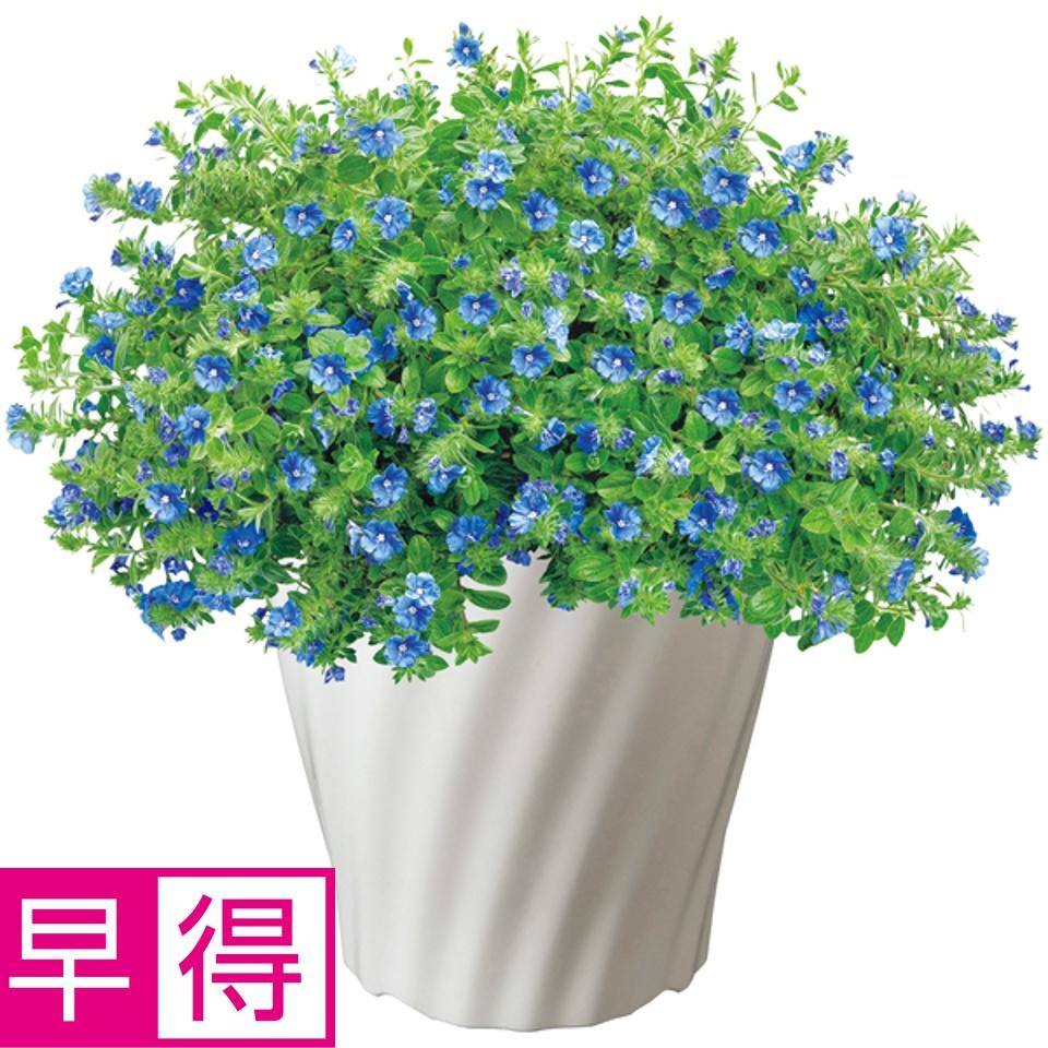 【夏の贈りもの早得】タカハシプランテーション エボルブルス「ブルーラグーン」（ＳＵＳＴＥＥ付） 商品サムネイル