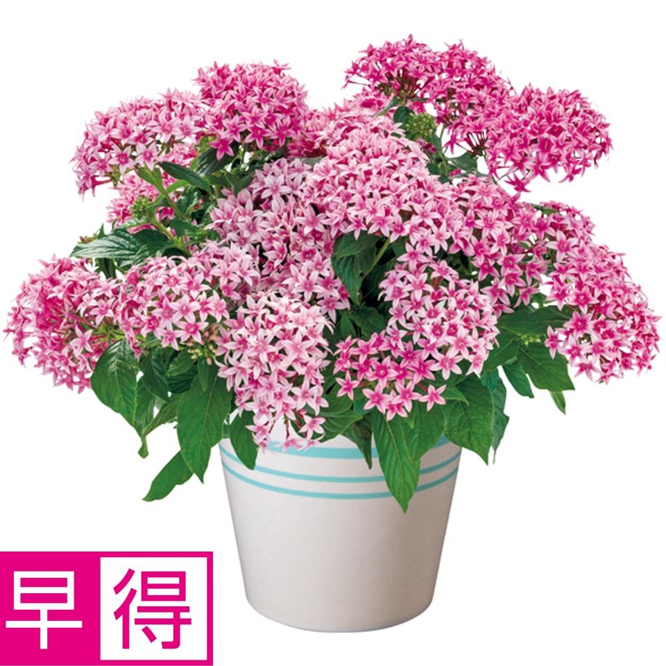【夏の贈りもの早得】タカハシプランテーション ペンタス「フラーティピンク」（ＳＵＳＴＥＥ付） 商品サムネイル