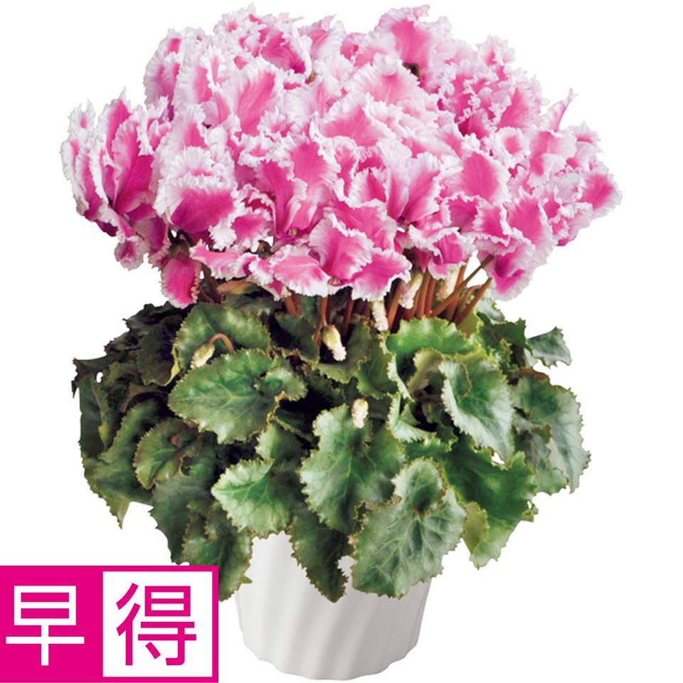 【冬の贈りもの早得】タカハシプランテーション シクラメン「ロマネパープル」（ＳＵＳＴＥＥ付） 商品サムネイル