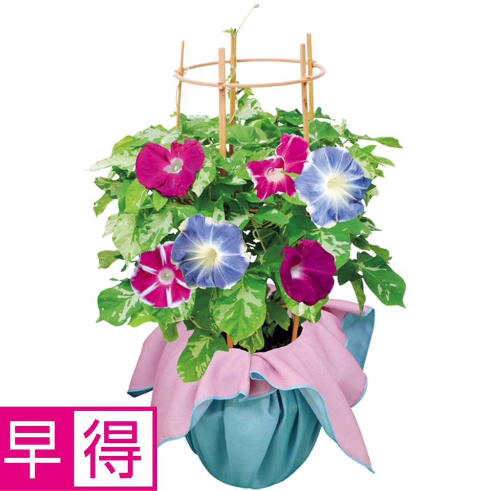 【夏の贈りもの早得】日本朝顔（ＳＵＳＴＥＥ付） 商品サムネイル