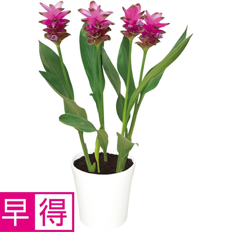 【夏の贈りもの早得】ＨＡＮＡＭＩＣＨＩ クルクマ「紫苑」（ＳＵＳＴＥＥ付） 商品サムネイル