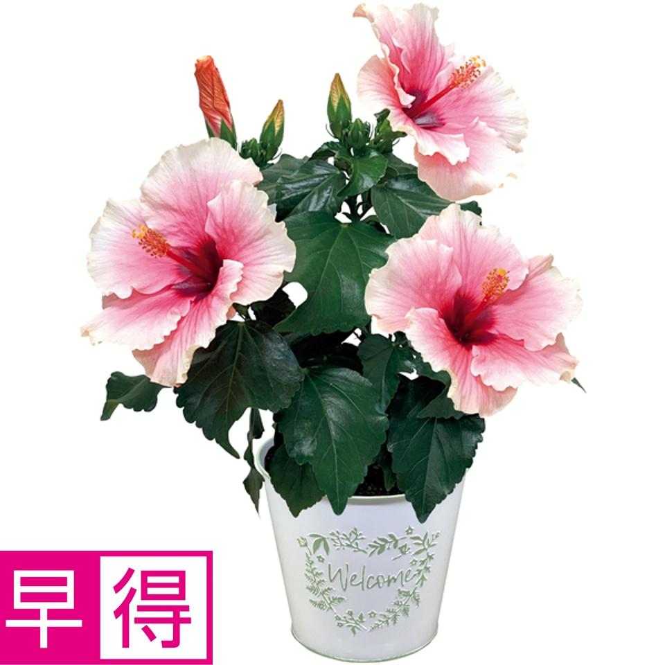 【夏の贈りもの早得】紅和園 ハイビスカス「グレイス」（ＳＵＳＴＥＥ付） 商品サムネイル