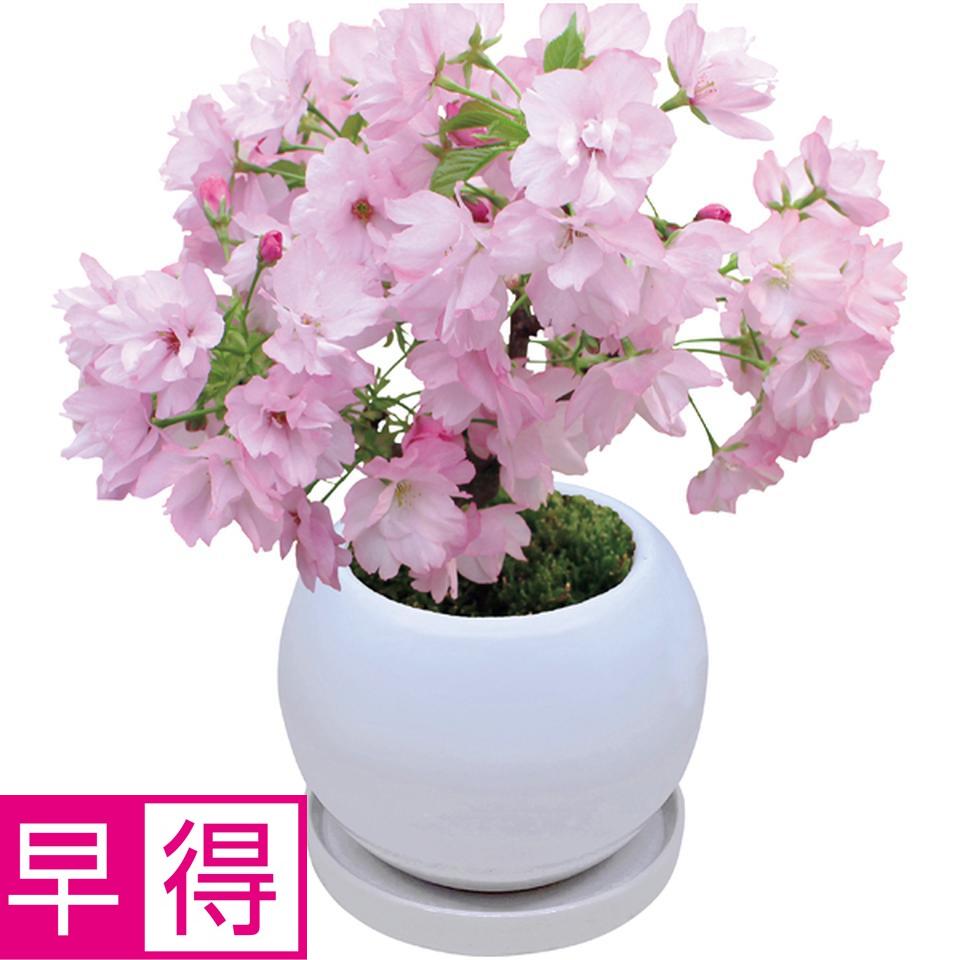 【冬の贈りもの早得】フローラル・プロダクツ テーブル盆栽「旭山桜」 商品サムネイル