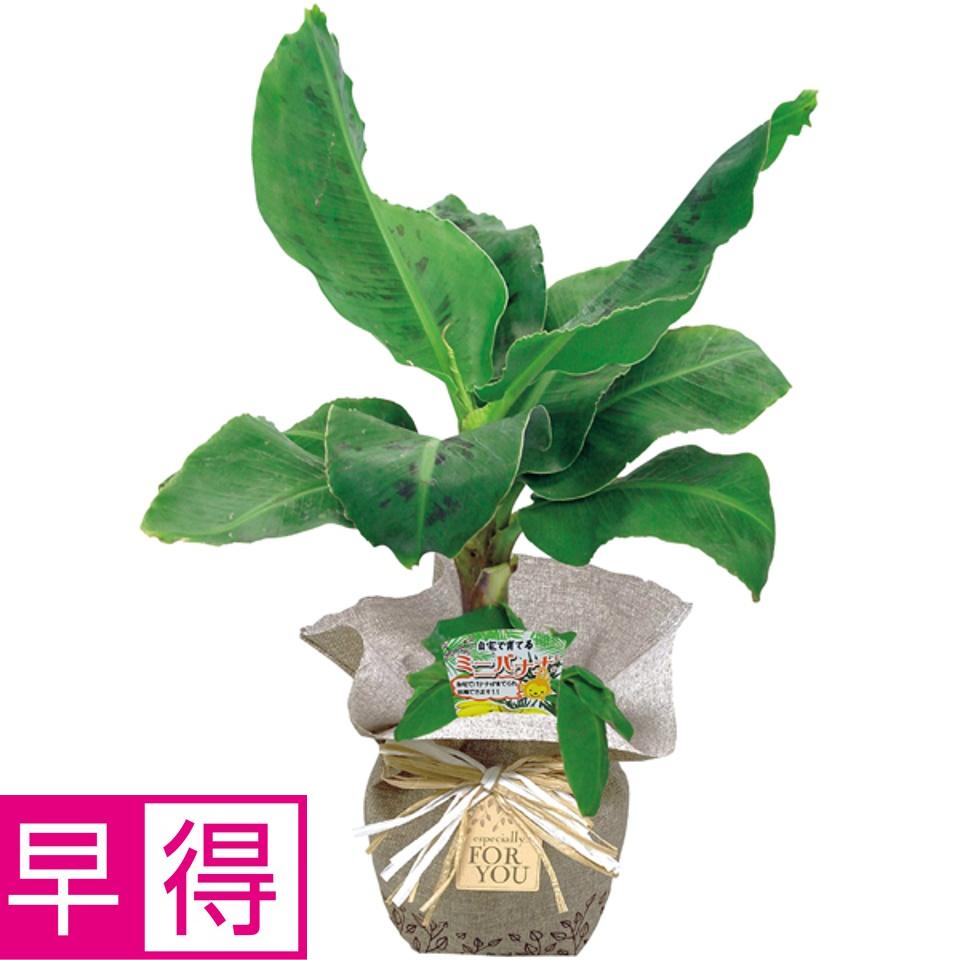 【夏の贈りもの早得】フローラル・プロダクツ ミニバナナ「トロピカーナ」（ＳＵＳＴＥＥ付） 商品サムネイル