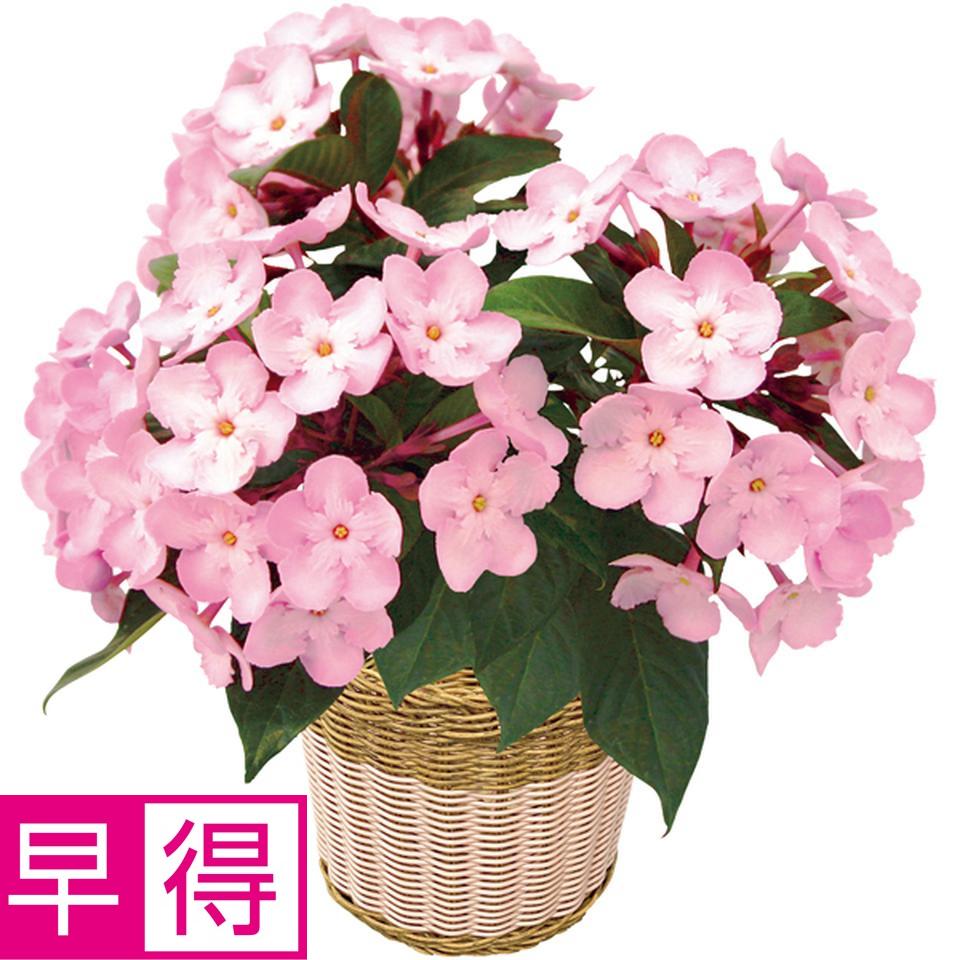 【冬の贈りもの早得】登坂園芸 におい桜「ＣＯＣＯ」（ＳＵＳＴＥＥ付） 商品サムネイル