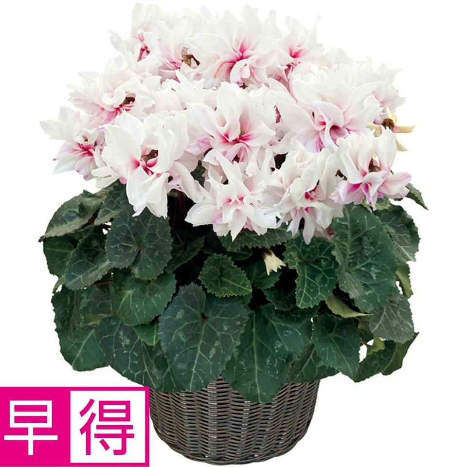 【冬の贈りもの早得】矢祭園芸 シクラメン「ローゼス」ピンクバイカラー　万重咲き（ＳＵＳＴＥＥ付） 商品サムネイル