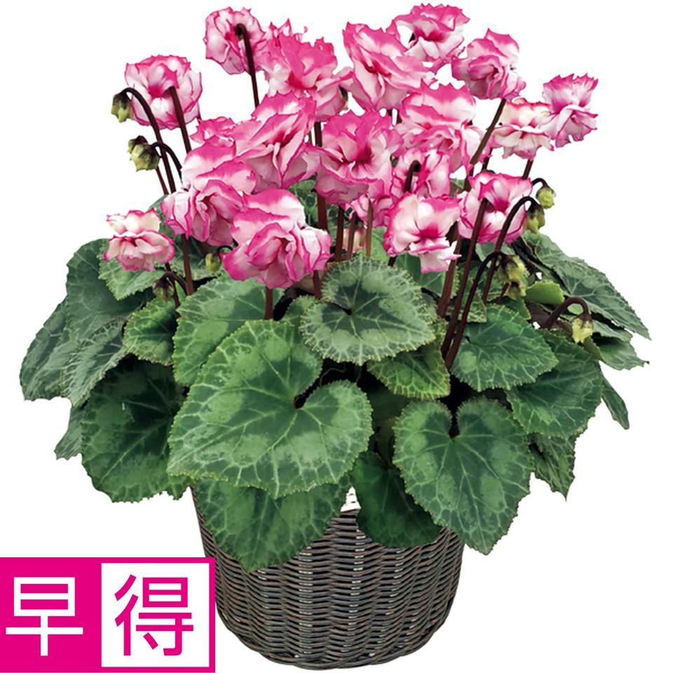【冬の贈りもの早得】矢祭園芸 シクラメン「チモ・ビクトリア」（ＳＵＳＴＥＥ付） 商品サムネイル