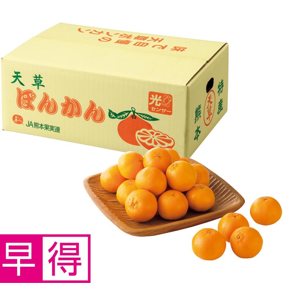 【冬の贈りもの早得】熊本県産 天草ポンカン　Ｍ又はＬサイズ、計３．５ｋｇ以上 商品サムネイル