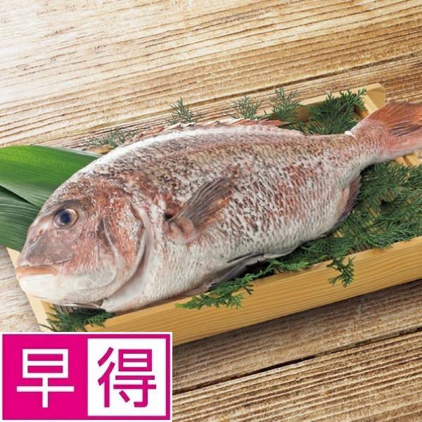 【冬ギフト早得】尾鷲物産　三重県産活〆養殖真鯛（ウロコ、エラ、ワタ取り） 商品サムネイル