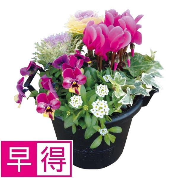 【冬ギフト早得】花の海　冬の寄せ植え「ＷｉｎｔｅｒＧａｒｄｅｎ」（ＳＵＳＴＥＥ付） 商品サムネイル