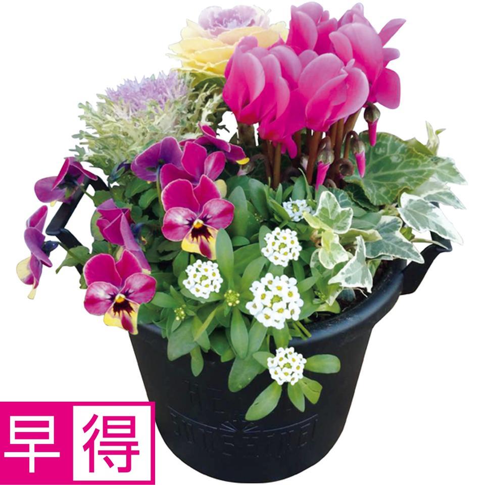 【冬の贈りもの早得】花の海 冬の寄せ植え「Ｗｉｎｔｅｒ　Ｇａｒｄｅｎ」（ＳＵＳＴＥＥ付） 商品サムネイル