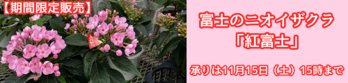 富士のニオイザクラ　「紅富士」 バナー画像